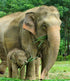 Baby Elephant with Mother